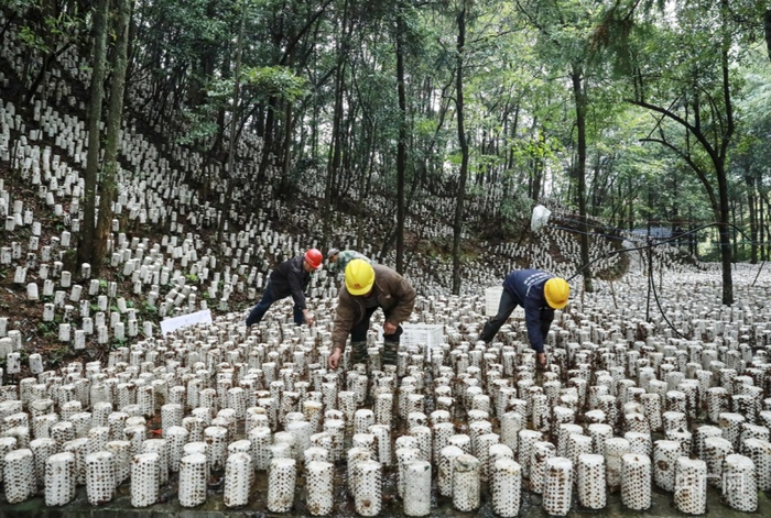 剑河县久丢百里阔叶林生态专业合作社的工人正在采收黑木耳（央广网发 剑河县融媒体中心供图）