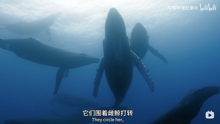 雄性座头鲸围绕雌性座头鲸打转  视频截图