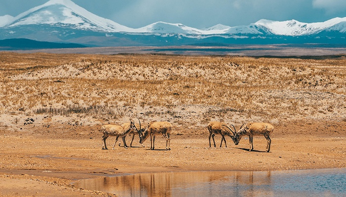 三江源国家公园。图片来源：视觉中国