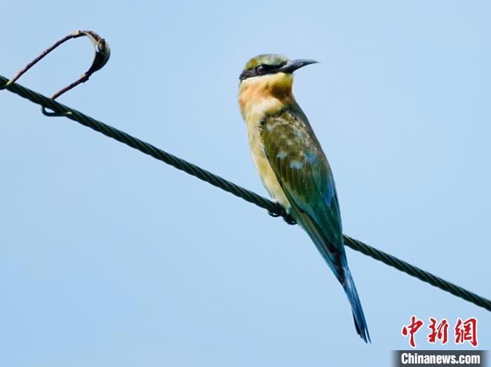 栗喉蜂虎形态美丽优雅 广东省林业局 供图