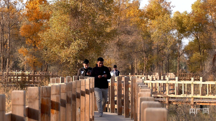 胡杨林中观光的游客。艾克拜尔摄央广网发