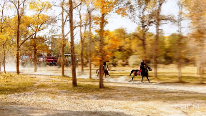 叶尔羌河畔胡杨林中策马奔腾的维吾尔族小伙。艾克拜尔摄央广网发