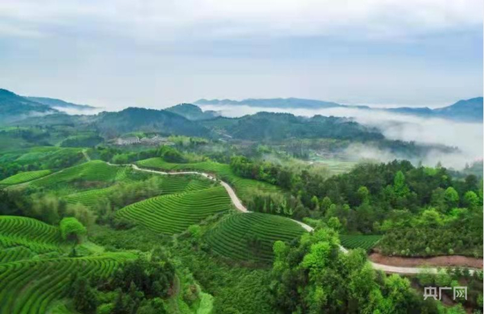 武义茶园（央广网发 受访者供图）