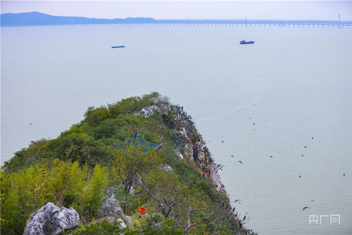 成群越冬候鸟在鄱阳湖鞋山岛集结。（央广网发 张玉 摄）