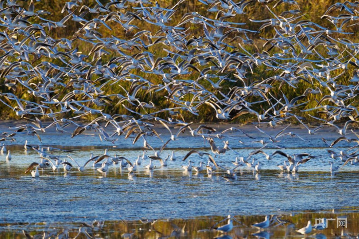 国家AAAA级景区—墨玉拉里昆国家湿地公园让人与自然和谐相处。央广网发