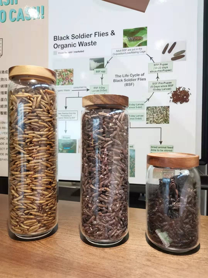 余广滔办公室里的“黑水虻”展示品