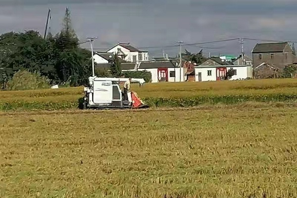 农机手驾驶收割机在田间收割稻子（央广网发 李红斌供图）