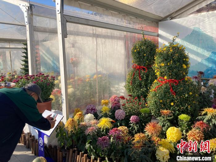 图为游客在天坛公园祈年殿景区的菊花展区拍照游览。　徐婧 摄