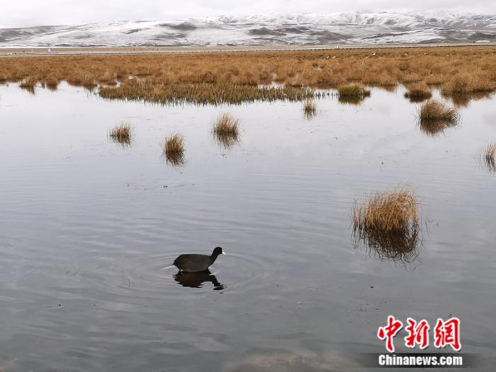 花湖湿地 中新网记者 张尼 摄