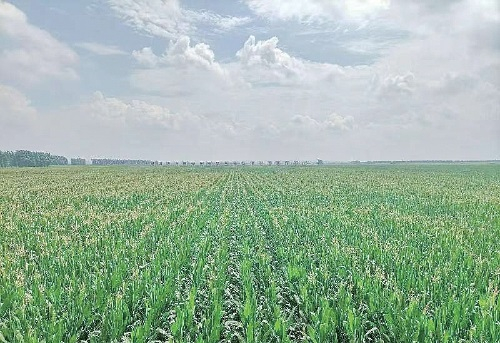 　　吉林省四平市梨树县梨树百万亩绿色食品玉米标准化基地核心区。　资料图