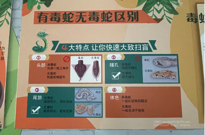 两爬馆的蛇类科普