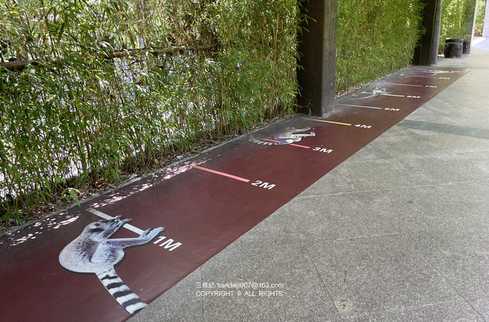 广州动物园的狐猴跳跃距离展示