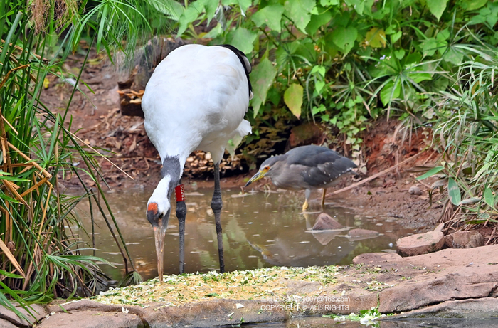 国家一级保护动物丹顶鹤