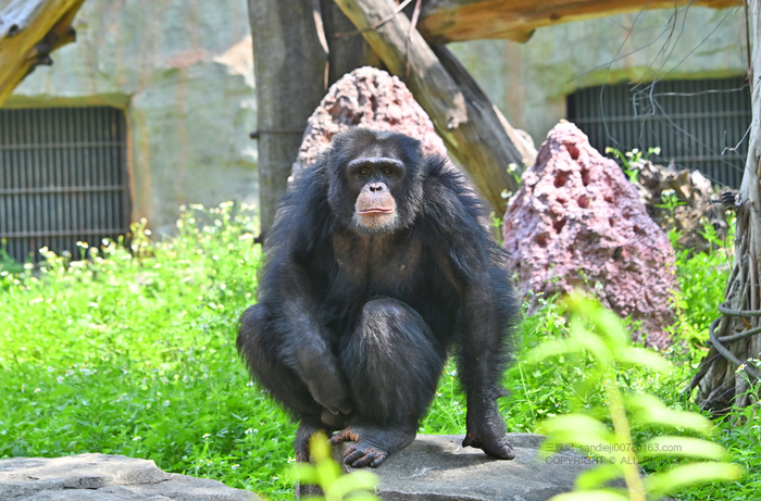 黑猩猩（后面是人工蚁冢）