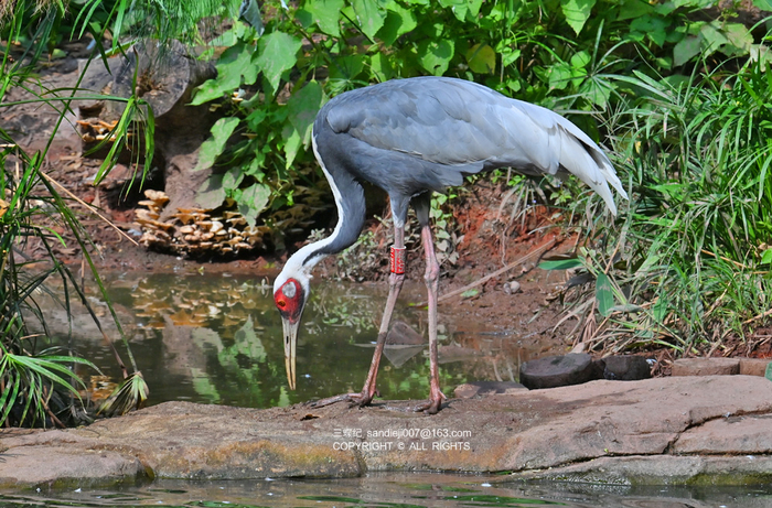 国家一级保护动物白枕鹤