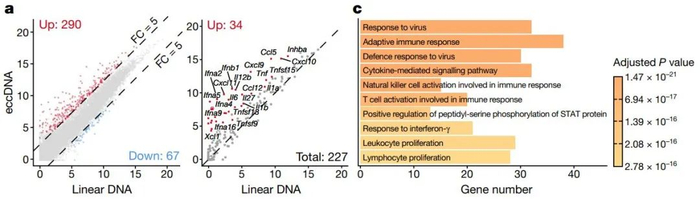 半个世纪前现身的奇特DNA,张毅团队《自然》论文揭晓其三大秘密