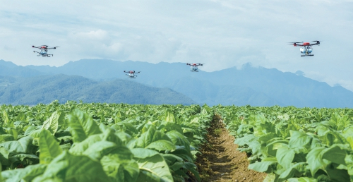 　　无人机喷施生防菌剂防治烟草叶部病害。　资料图
