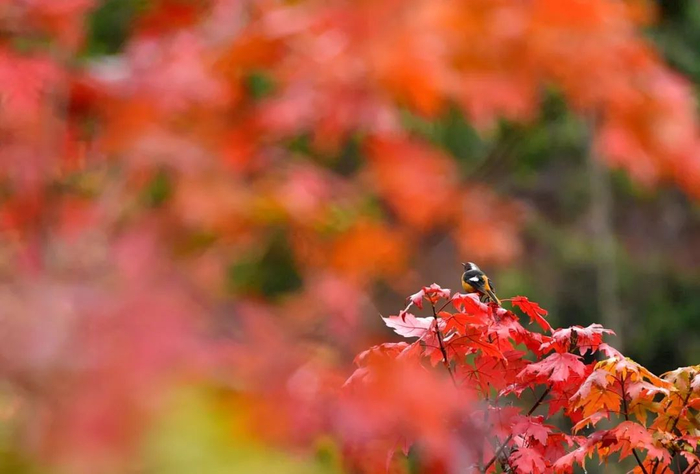 新华社发（宋文 摄）