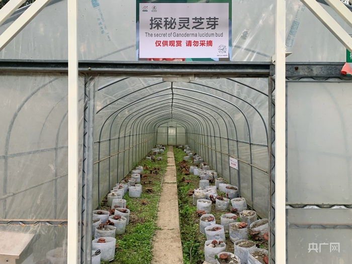 彭世菇业林下产业基地（央广网实习记者 郭振丹 摄）