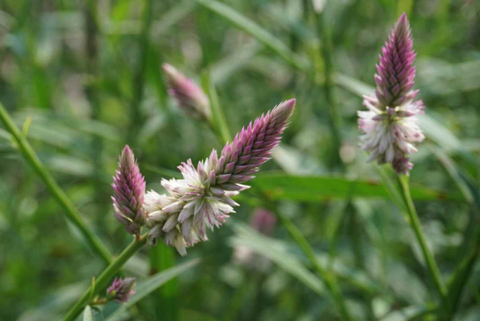 农村随处可见的青葙别名狼尾巴鸡冠苋果实青葙子是中药材