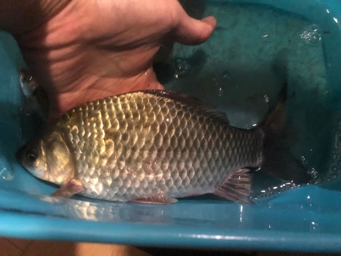▲徐皓阳晒出野钓上来的鲤鱼。受访者供图