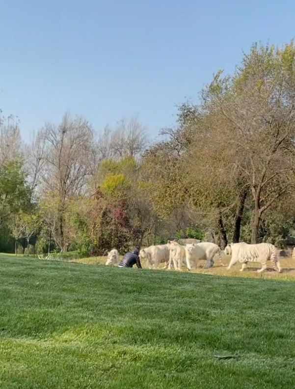 目击者发布的视频显示，擅自下车的游客与白虎对峙。目击者抖音视频截图