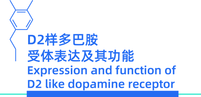 帕金森病中多巴胺的来龙去脉|受体|神经元|大脑|亚型|神经_新浪新闻
