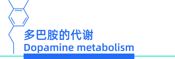 帕金森病中多巴胺的来龙去脉
