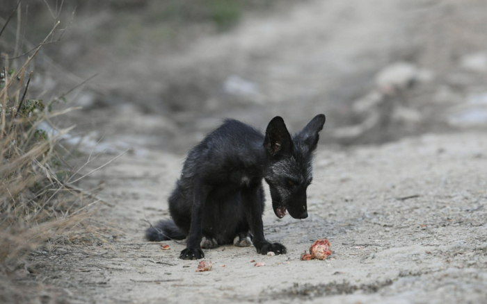 另外两只狐狸较为瘦小，毛色几乎全黑。新京报记者 王颖 摄