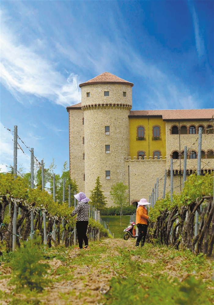 附近村民在张裕瑞那城堡酒庄劳动。