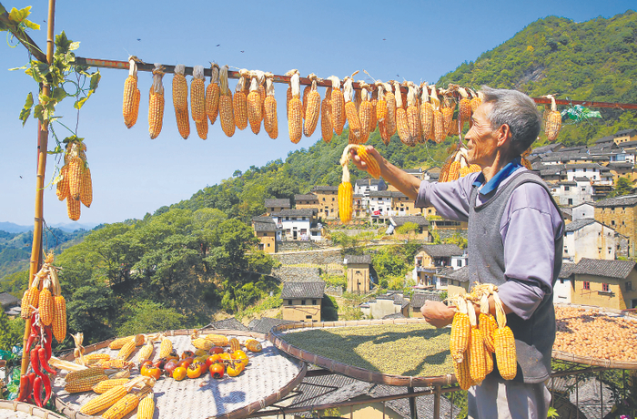 金秋时节，歙县阳产土楼村农民趁着晴好天气，利用房前屋后将新收获的秋收作物进行晾晒。本报通讯员郑宏摄