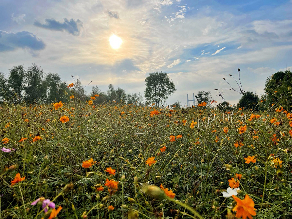 图说：上海奇迹花园首届国际南瓜节将在园内拉开帷幕 采访对象提供（下同）