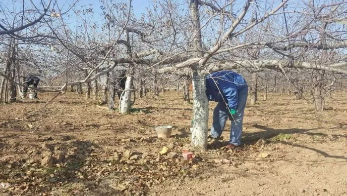 果树涂白剂配制方法及使用技术!