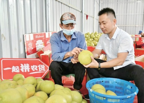 　　胡剑峰（右）在察看今年的度尾文旦柚品质。　马可　摄