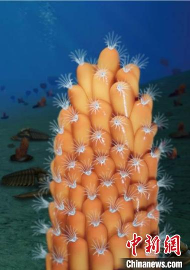 图为最早苔藓动物复原图。　西北大学供图