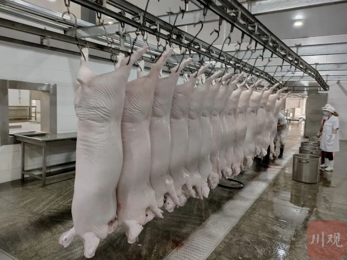 江油市华丰肉联厂机械化屠宰生产车间内屠宰现场（资料图 四川省农业农村厅供图）