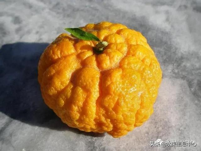 柑橘产地图鉴，最全面的柑橘指南大解析|湖北省|蜜橘|椪柑|品种|产区_新浪新闻