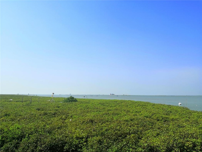 红树林连绵成片（央广网发 韦欢摄）