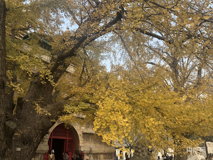 （北京银杏美景，央广网 宋雪 摄）