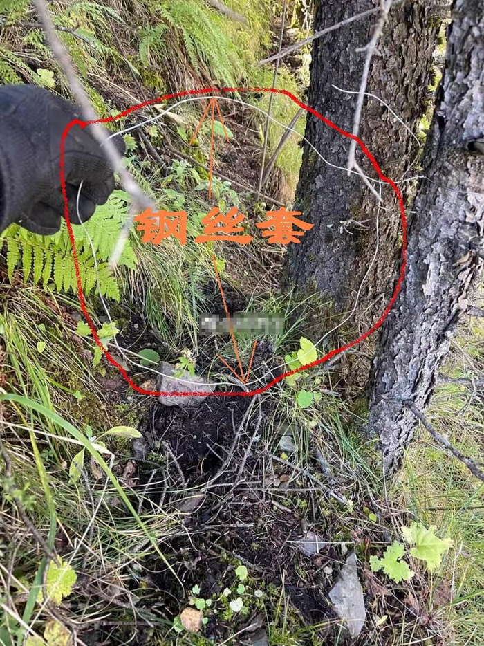 盗猎者用来捕猎的钢丝套。图片来源：网络