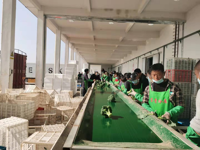 分拣西兰花（央广网发 胡士军摄）
