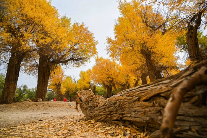 这是2021年10月13日拍摄的额济纳旗胡杨林。新华每日电讯记者刘磊摄