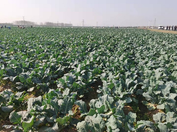 西兰花种植基地（央广网发 胡士军摄）
