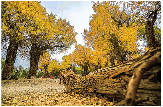 2021年10月13日拍摄的额济纳旗胡杨林。本报记者刘磊摄