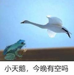 表情包 | 小天鹅,今晚有空吗?|小天鹅|表情包_新浪新闻
