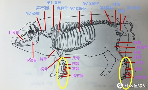 买猪蹄时,你能分清“前蹄”和“后蹄”吗?4个区别教你辨别,猪蹄口感差别大,别买错了|猪蹄|蹄筋