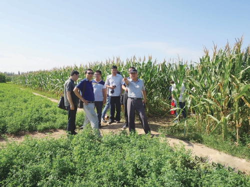 　　国家牧草产业技术体系衡水综合试验站站长刘贵波（右一）在向调研人员介绍苜蓿生长情况。　资料图
