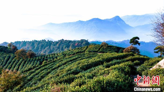 金寨县斑竹园镇左山。　王峰 摄