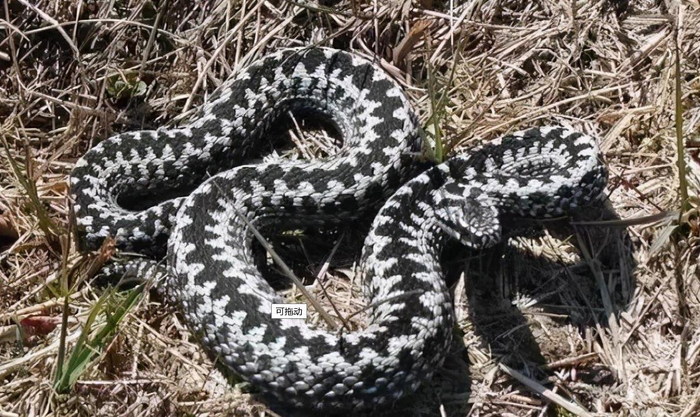 冲绳烙铁头每年咬伤人数近600人,致命的血毒素会让伤者痛苦不堪