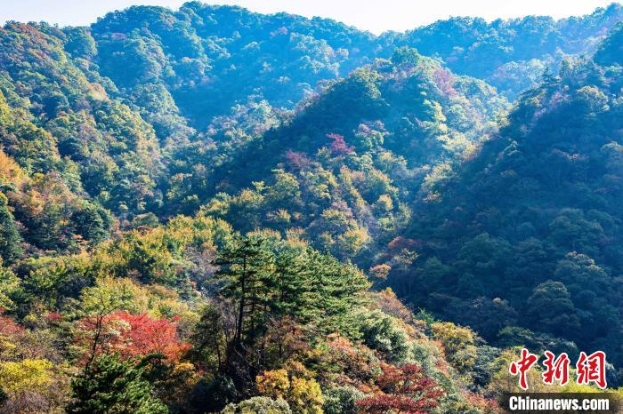 深秋时节，安徽省金寨县马鬃岭层林尽染。　王峰 摄